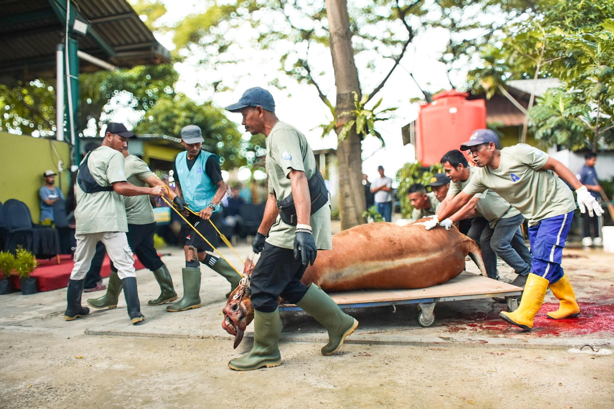 Ancol melakukan Pemotongan Hewan Kurban